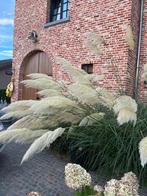 Pampasgrassen te koop, Ophalen, 100 tot 250 cm