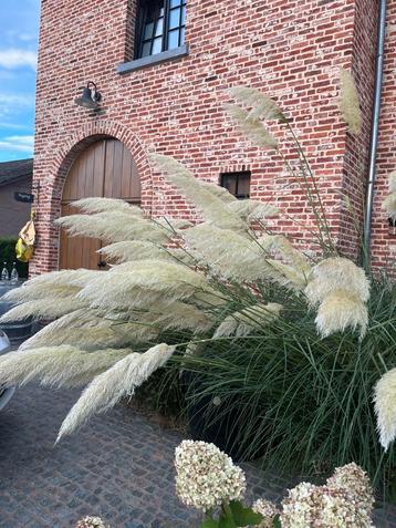 Pampasgrassen te koop beschikbaar voor biedingen
