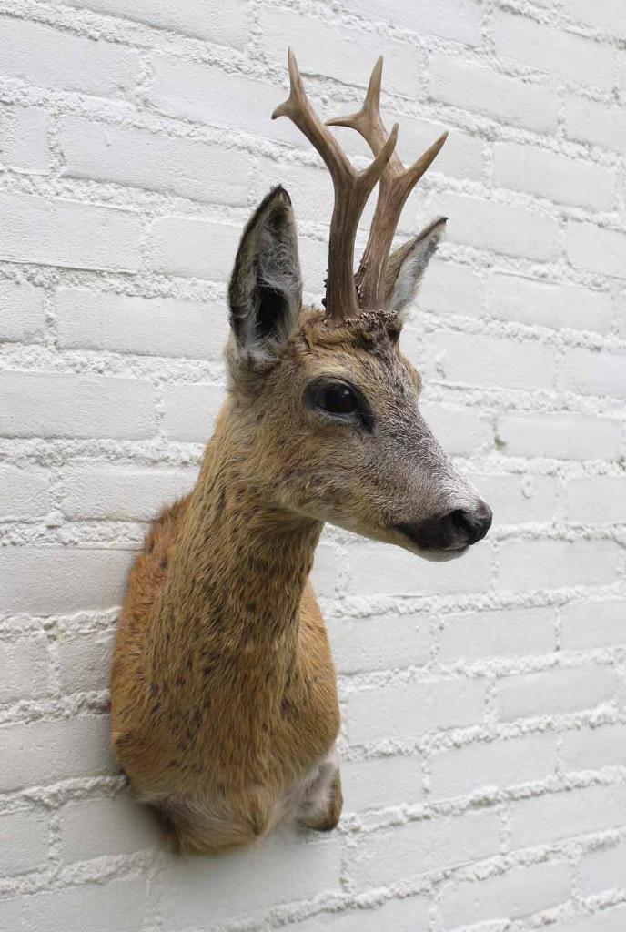 Nieuw opgezette kop REE BOK in zomervel met groot gewei (H), Verzamelen, Dierenverzamelingen, Nieuw, Opgezet dier, Hert, Ophalen of Verzenden