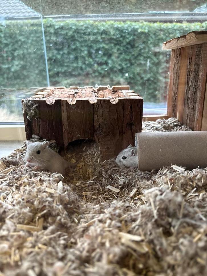 Gerbil pups, Animaux & Accessoires, Rongeurs, Plusieurs animaux, Autres types, Décembre