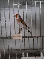 Major distelvinken, Dieren en Toebehoren, Vogels | Overige Vogels