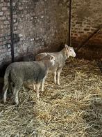 Bélier Romane, Dieren en Toebehoren, Schapen, Geiten en Varkens, Meerdere dieren, Schaap, 3 tot 5 jaar
