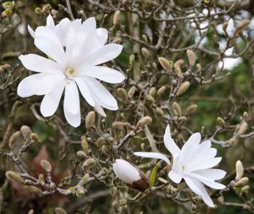 Magnolia stellata struiken ca. 140-150 cm beschikbaar voor biedingen