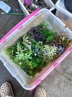Bak vol plastieken planten voor aqarium, Comme neuf, Plante(s), Pierre ou Bois, Enlèvement