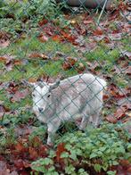 ruilen, Vrouwelijk, Geit, 0 tot 2 jaar