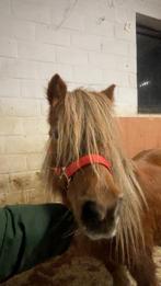 Shetland merrie, Dieren en Toebehoren, Pony's, Onbeleerd, 11 jaar of ouder, Recreatiepony, Merrie