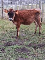 Jersey vaars, Dieren en Toebehoren, Runderen, Vrouwelijk, 0 tot 2 jaar