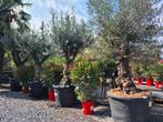 Olijfboom Olea Europaea, Ophalen, Olijfboom