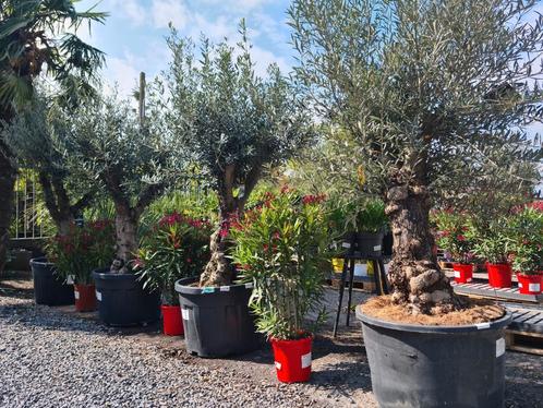 Olijfboom Olea Europaea, Tuin en Terras, Planten | Bomen, Olijfboom, Ophalen
