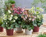 Helleborus (kerstroos), exclusieve soorten, Tuin en Terras, Ophalen of Verzenden, Winter, Vaste plant, Halfschaduw