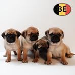 Chiots Carlins pleins de bonne humeur à vendre, Commerçant, Autres races, 8 à 15 semaines, Plusieurs