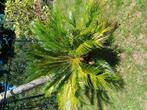 Cycas revulta, Tuin en Terras, Bloembollen en Zaden, Ophalen