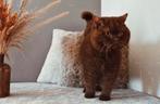Britskorthaar kater met stamboom, Kater, Met stamboom, 3 tot 5 jaar