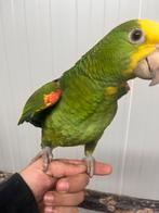 Handtamme dubbele geelkop amazone, Dieren en Toebehoren, Vrouwelijk, Papegaai, Geringd