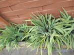 Iris sibirica – Siberische lis - 3euros plantjes, Tuin en Terras, Planten | Tuinplanten, Halfschaduw, Vaste plant, Ophalen of Verzenden