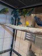 Forpussen, Dieren en Toebehoren, Meerdere dieren, Parkiet