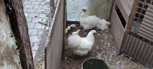 Kuikens zijdehoen natuurbroed, Dieren en Toebehoren, Pluimvee