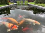 Gamma vijvervissen, Dieren en Toebehoren, Vissen | Vijvervissen, Karper of Koi