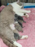 Brits Korthaar raszuivere kittentjes, Dieren en Toebehoren, Meerdere dieren, Gechipt, 0 tot 2 jaar
