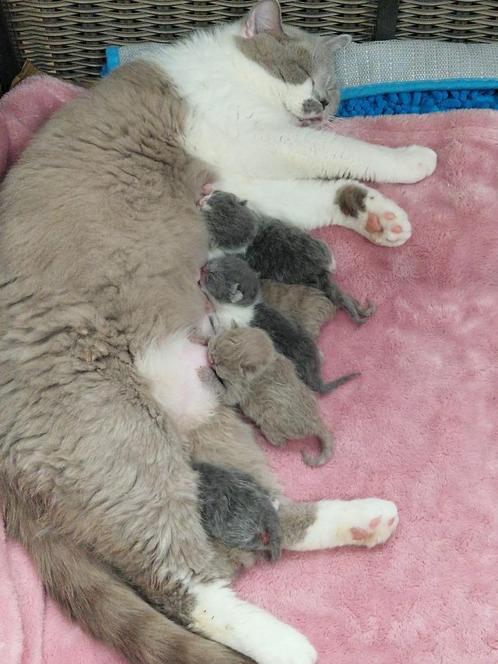 Brits Korthaar raszuivere kittentjes, Dieren en Toebehoren, Katten en Kittens | Raskatten | Korthaar, Meerdere dieren, 0 tot 2 jaar