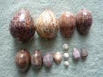 Schelpen: porselein uit de Indische Oceaan - 13 stuks, Ophalen of Verzenden
