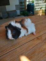 Mooi borstelhaar tricolor cavia zeugje, Dieren en Toebehoren, Knaagdieren, Cavia