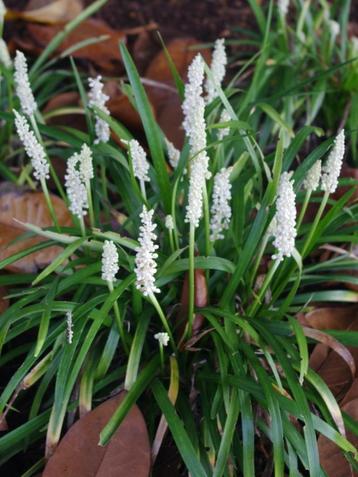 Liriope muscari Monroe White beschikbaar voor biedingen