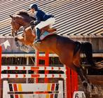 9 jarige merrie uit een top moederlijn, Dieren en Toebehoren, Paarden, Merrie