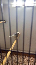 Bonte goudvink 25, Dieren en Toebehoren, Vogels | Overige Vogels