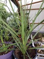 cordyline, Tuin en Terras, Ophalen