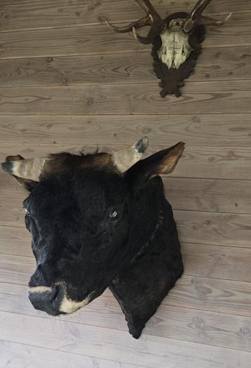 stierekop om in mancave of chalet te hangen beschikbaar voor biedingen