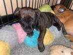 Engelse Staffordshire Bull Terrier, België, Fokker | Hobbymatig, CDV (hondenziekte), 8 tot 15 weken