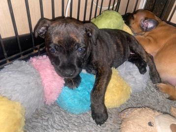 Engelse Staffordshire Bull Terrier beschikbaar voor biedingen