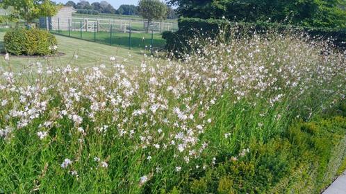 Bloemzaadjes Gaura Lindheimeri 'Sparkle White' (prachtkaars), Tuin en Terras, Planten | Tuinplanten, Vaste plant, Kruiden, Volle zon