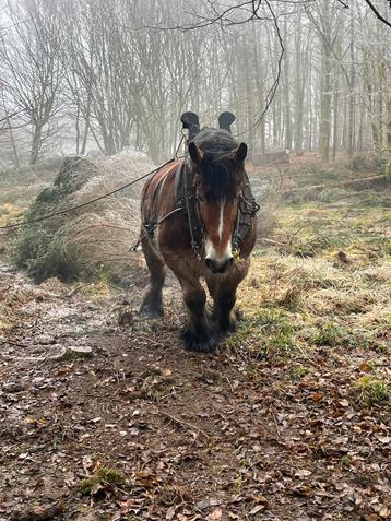 Bois de chauffage, Debardage avec le cheval de trait, Enlèvement ou Envoi