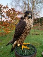 Slechtvalk , tarsel 2025, Dieren en Toebehoren, Mannelijk, Roofvogel, Geringd
