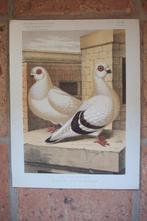 Litho's van rasduiven, Animaux & Accessoires, Oiseaux | Pigeons, Autres espèces