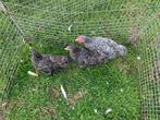 Mechelse kriel, Dieren en Toebehoren, Meerdere dieren, Kip