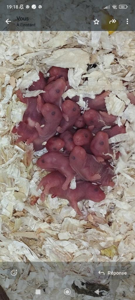 Angora Syrische hamster, Dieren en Toebehoren, Knaagdieren, Geslacht onbekend, Hamster