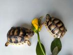 Testudo marginata schildpad met chip en papier, Dieren en Toebehoren, Reptielen en Amfibieën, Schildpad