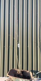 linde, Tuin en Terras, Ophalen