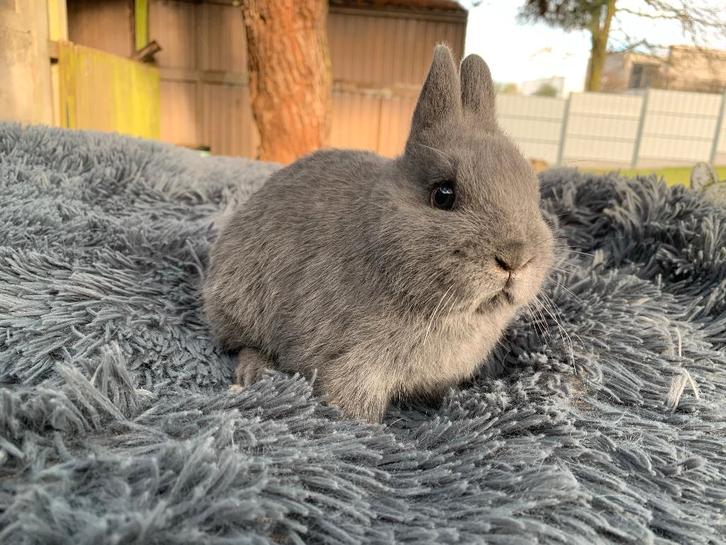 Kleurdwerg blauw rammetje, Dieren en Toebehoren, Konijnen, Dwerg, Mannelijk