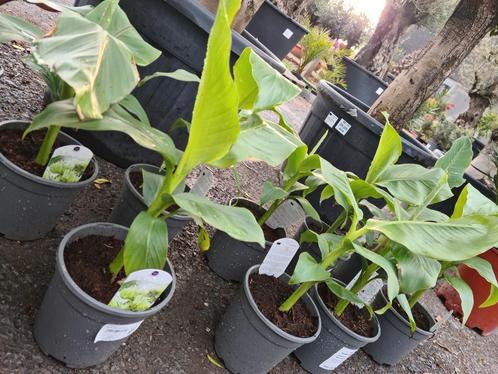 Banaanplant - Musa basjoo, Tuin en Terras, Planten | Fruitbomen, Halfschaduw, Ophalen