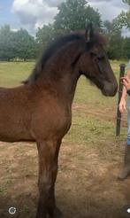 KFPS Friese veulens aangeboden, Dieren en Toebehoren, Gechipt, Niet van toepassing, Dressuurpaard, 0 tot 2 jaar
