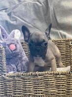 Belgisch Frans bulldog teefje te koop, Dieren en Toebehoren, Honden | Bulldogs, Pinschers en Molossers, CDV (hondenziekte), Bulldog