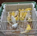 50 Kanaries voor 650€.(Wim Verhaegen), Dieren en Toebehoren