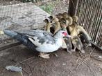 16 barberie kuikens muskus eenden, Dieren en Toebehoren