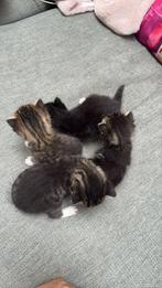 Cat, Animaux & Accessoires, Paniers pour chats, Enlèvement, Neuf