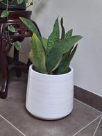 Bloempot met plant, Enlèvement