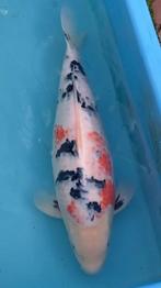 Koi - Sanke, Dieren en Toebehoren, Vissen | Vijvervissen, Karper of Koi